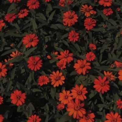 贝博app代言艾弗森app下载